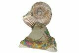 Iridescent, Pyritized Ammonite (Quenstedticeras) Fossil Display #193219-1